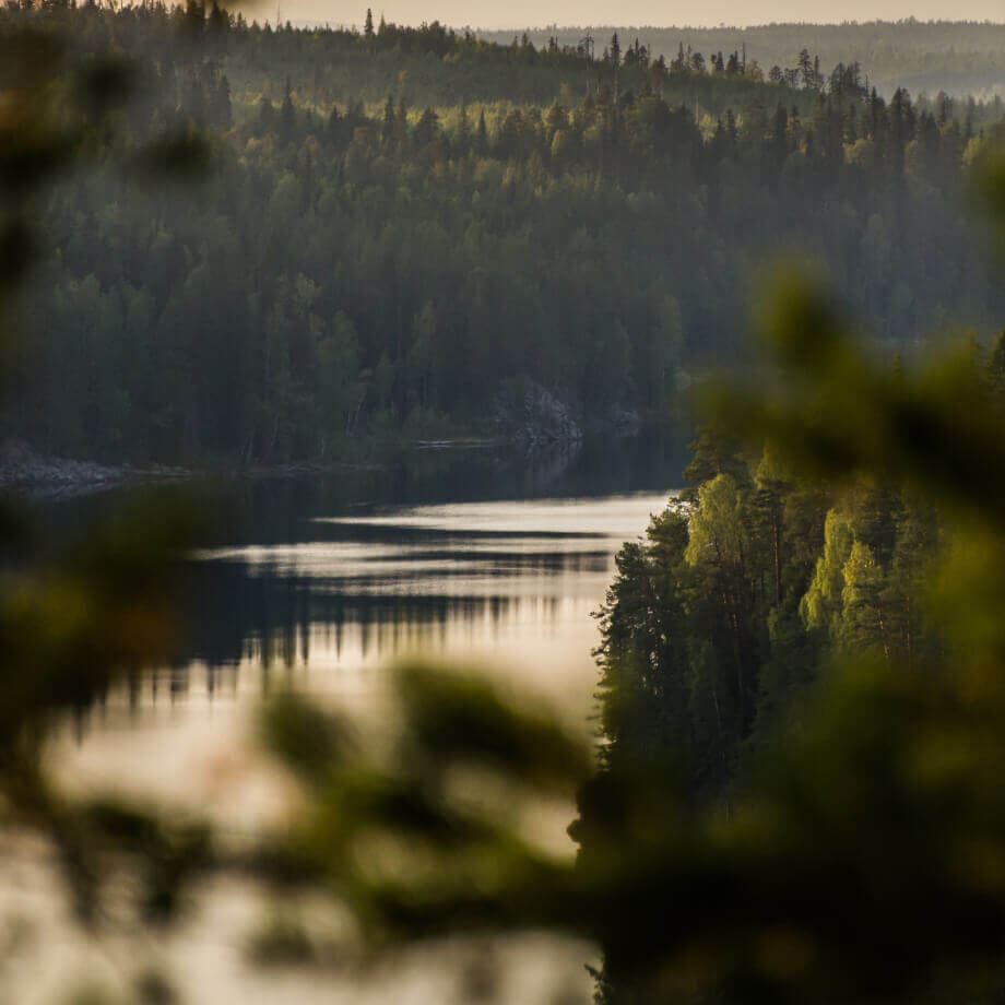 Карелия река лес